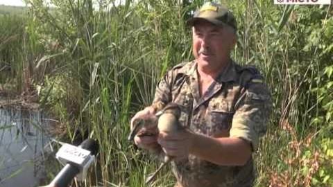 Кадр сюжету: У Полтавському районі випустили у природу дві сотні диких каченят